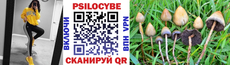 купить цена мега tor Галлюциногенные грибы Cubensis Почеп